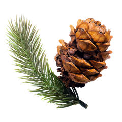 Cedarwood Oil