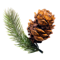 Cedarwood Oil