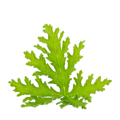 Citronella Oil