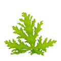 Citronella Oil
