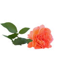 Geraniol