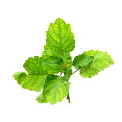Peppermint Oil