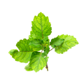Peppermint Oil